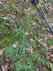 Brassica fruticulosa