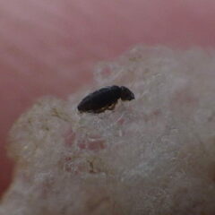 Hydroisotoma schaefferi