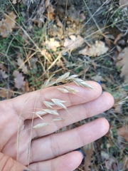 Bromus squarrosus