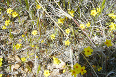 Leptosiphon chrysanthus