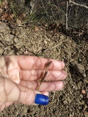 Carex flacca serrulata