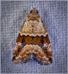 Maliattha amorpha