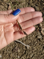 Carex flacca serrulata