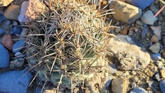 Coryphantha salinensis