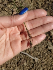 Carex flacca serrulata