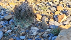 Coryphantha salinensis