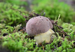 Butyriboletus roseogriseus