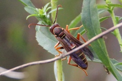 Polistes dorsalis dorsalis