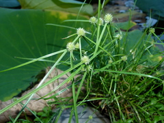 Cyperus brevifolioides
