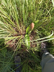 Satyrium macrophyllum