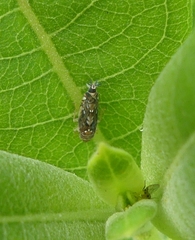Scaphoideus incisus
