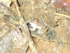 Occidozyga martensii