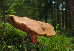 Rubroboletus rubrosanguineus