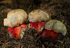 Rubroboletus rubrosanguineus