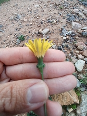 Reichardia picroides