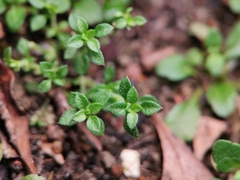 Arenaria serpyllifolia