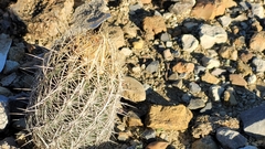 Thelocactus bicolor bicolor