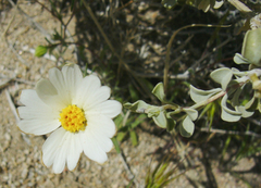 Layia glandulosa