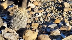 Thelocactus bicolor bicolor