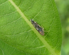 Scaphoideus incisus