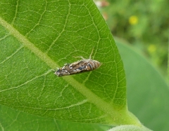 Scaphoideus incisus