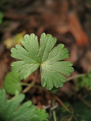 Geranium pusillum