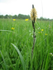 Carex nigra