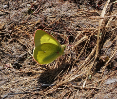 Colias palaeno
