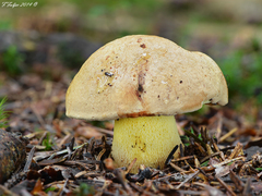 Butyriboletus subappendiculatus
