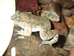 Occidozyga martensii