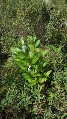 Salix pyrifolia