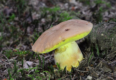 Butyriboletus subappendiculatus