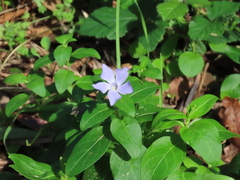 Vinca difformis