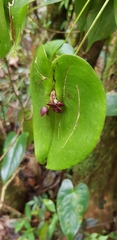 Pleurothallis cordata