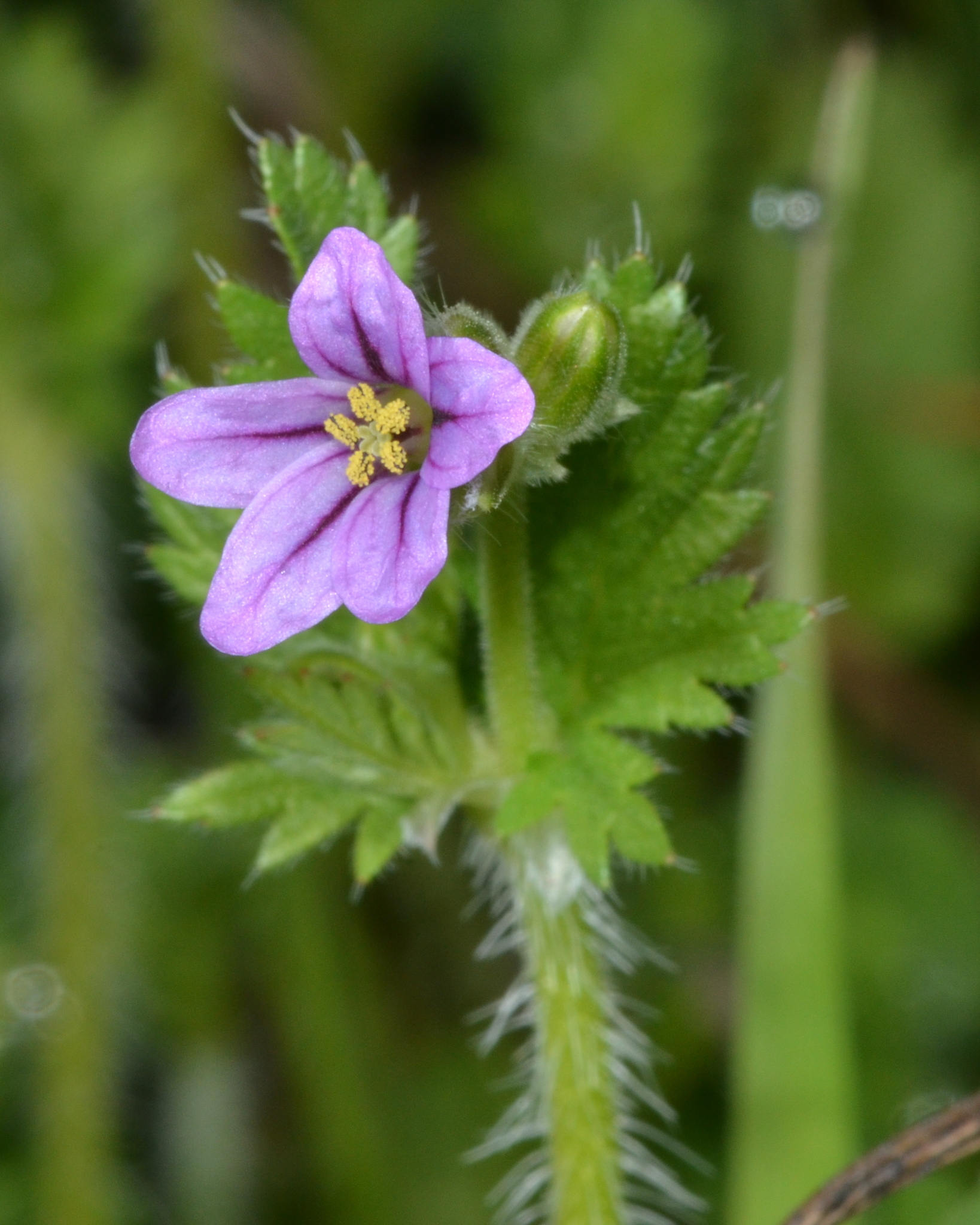 Erodium brachycarpum