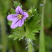 Hairy-pitted Stork's-Bill - Photo (c) Don Loarie, some rights reserved (CC BY), uploaded by Don Loarie