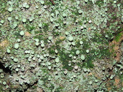 Cladonia chlorophaea