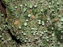 Cladonia chlorophaea