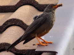 Turdus smithi