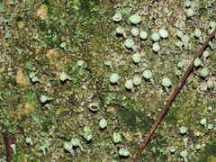 Cladonia chlorophaea