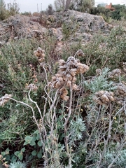 Helichrysum stoechas