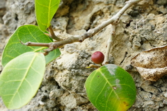 Ficus tinctoria