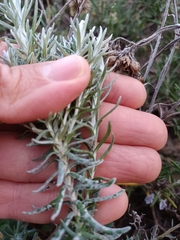 Helichrysum stoechas