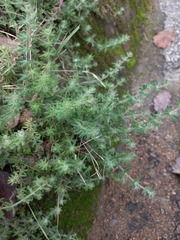 Galium maritimum