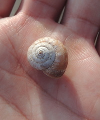 Xerolenta obvia