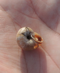 Xerolenta obvia