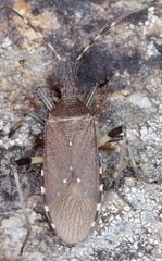 Dicranocephalus