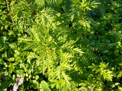 Artemisia annua
