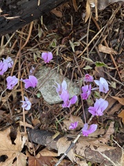 Cyclamen