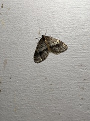 Operophtera